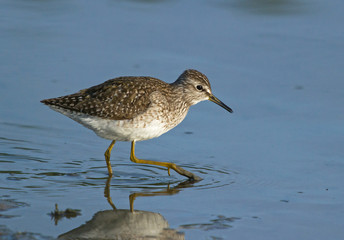 Wood sandpiper 