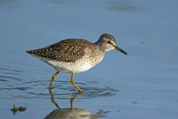 Obraz premium Wood sandpiper 