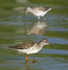 Wood sandpipers 