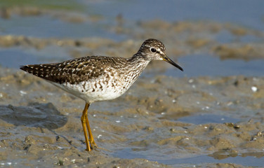 Wood sandpiper 