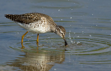 Wood sandpiper 