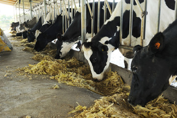 Dairy cows in a row