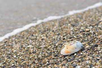 Shell on sea shore