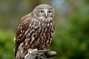 Australian Barking Owl