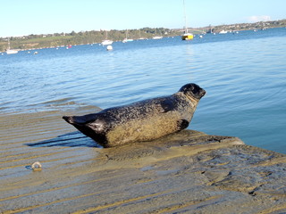 Bretagne. Phoque gris en pays de Rance © fredpetitthailand