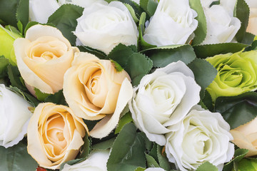 Rose Flowers