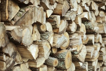 Wood texture of cut tree stump