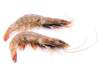Fresh tiger shrimp