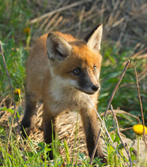 Red fox cub 
