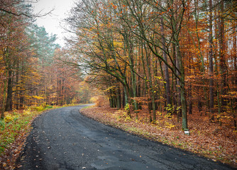 The picture of a road in autumnal forest.