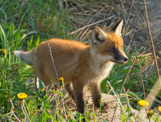 Red fox cub 