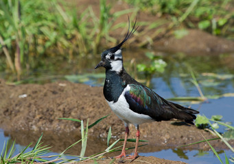 Lapwing