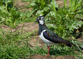 Lapwing