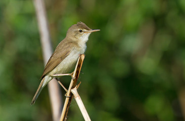 Marsh Warbler on the branch 