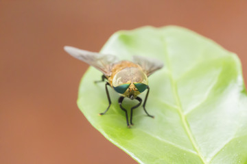 Fruit fly