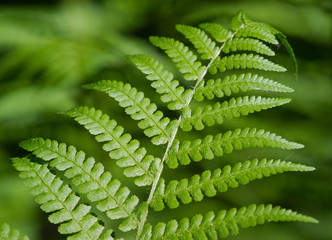 Fern