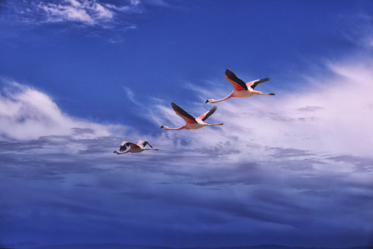 Three flamingos flying over Atacama desert.
