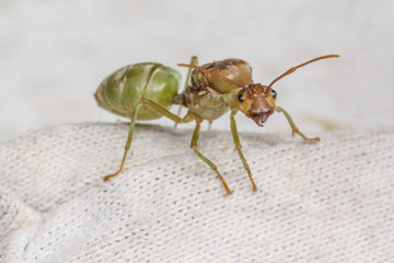 Red ant