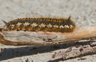 Caterpillar 