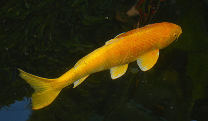 koi fish in the pond,golden color,back view