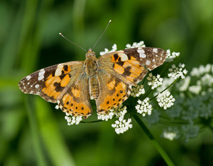 Fototapeta na wymiar Painted Lady butterfly on yarrow flower 