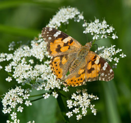 Painted Lady butterfly on yarrow flower 