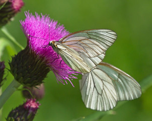 Black-veined White butterflies on thistle flower