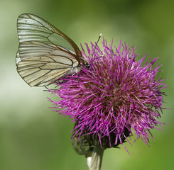 Black-veined White butterfly on thistle flower 