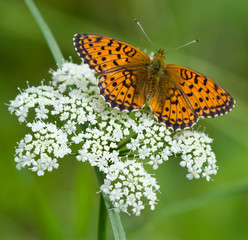 Small Pearl-bordered Fritillary butterfly on yarrow flower 