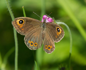 Large Wall Brown butterfly on a flower of Field Scabious 