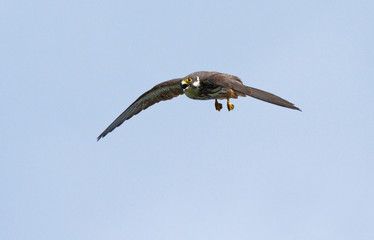 Eurasian hobby in flight 