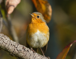 European Robin on the branch 