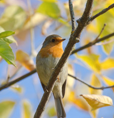 European Robin on autumn branch 
