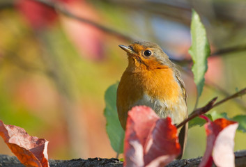 European Robin on autumn branch 
