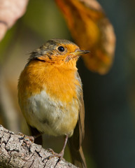 European Robin on the branch