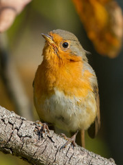 European Robin on the branch