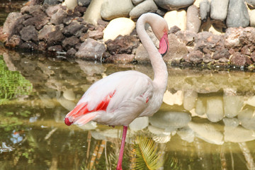 animal fuerteventura