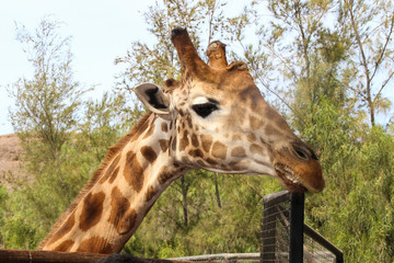 girafe