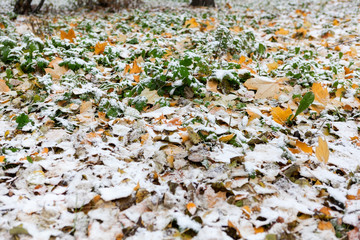 Colorful foliage laying on earth covered with first snowfall