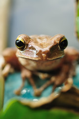 Peacock tree frog