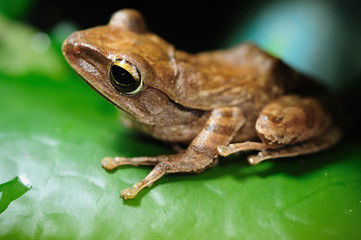 Peacock tree frog