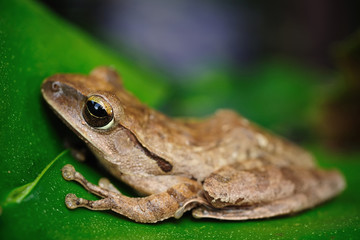 Peacock tree frog