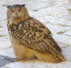 A large European eagle owl posing during a trade fair