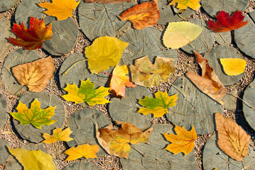 Fototapeta na wymiar autumn leaves on wooden stumps