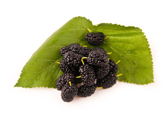 mulberry