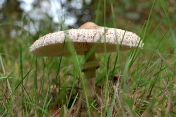 Mushroom in grass