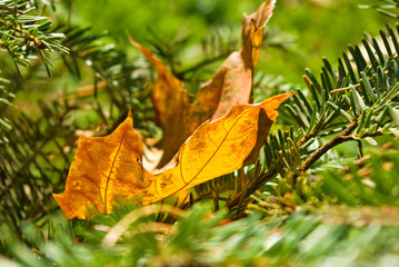 autumn leaves and fir branches