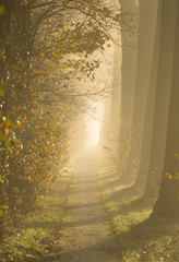 Sun shining on a lane of tree's on a foggy autumn morning.
