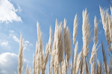 White plants on blue sky background