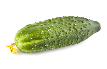 cucumber